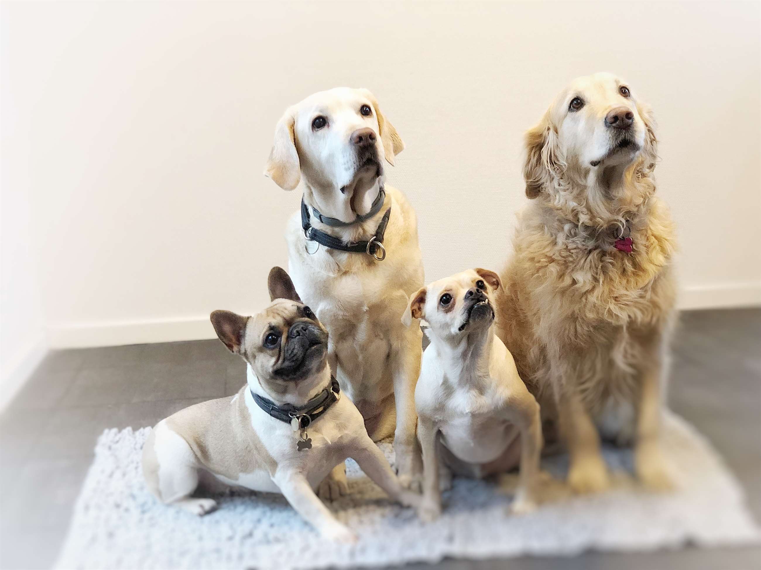 krig Byblomst oprindelse Neutralisering af hund