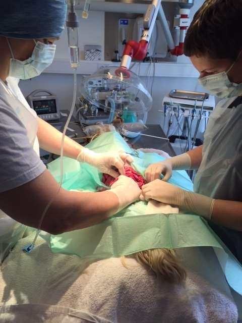 operation tania susanne